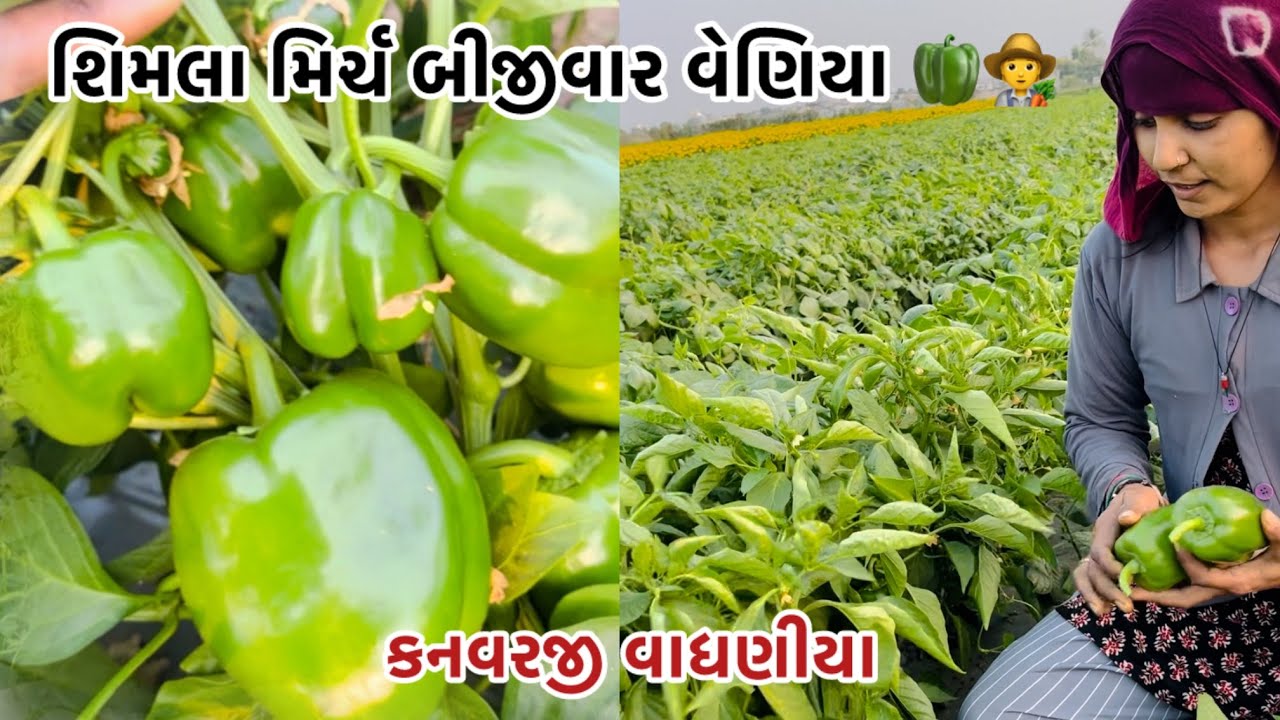 શિમલા મિર્ચ બીજીવાર વેણિયા #vairalvideo #p_k_vadhaniya #farming