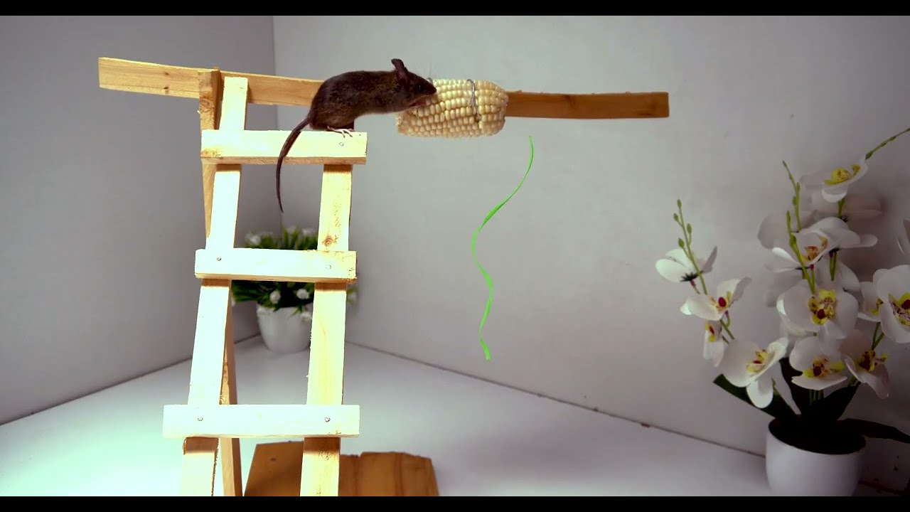 CAT TV - Peekaboo Mouse Hide and Seek 🐭 REAL Mouse Cat Games!