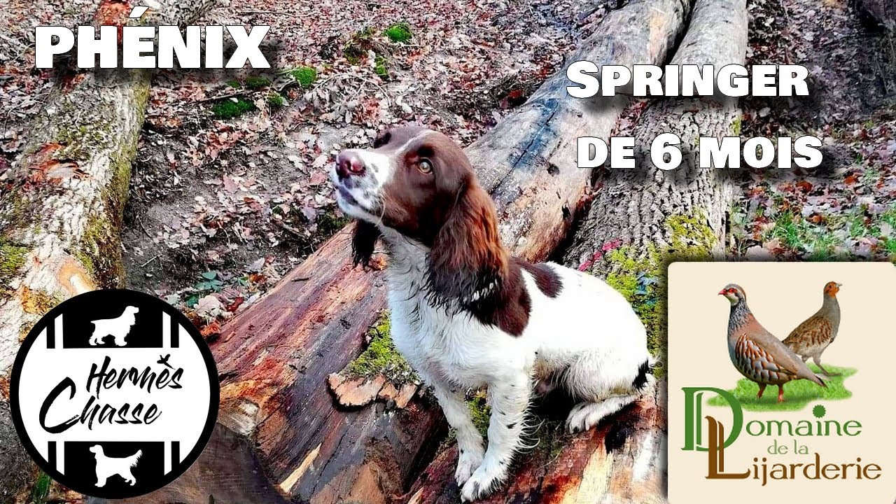 CHASSE AUX PETITS GIBIERS AVEC Phénix, SPRINGER DE 6 MOIS 
