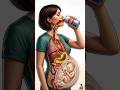 Pregnancy Me Cold Drink Peene Se Kya Hota Hai? 🥤 Baby Par Asar | Inside Body Animation #anshtoon