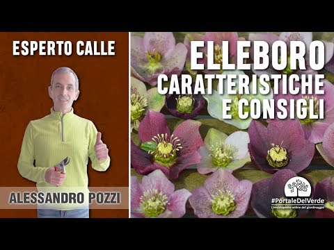 Video: Elleboro (47 Foto): Descrizione, Semina E Cura In Campo Aperto. Winterbells E Aubrieta, Altre Varietà. Recensioni Sullo Svernamento Della Pianta