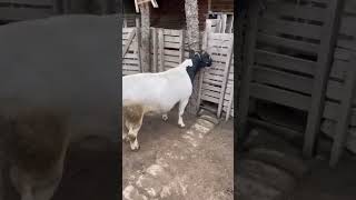 Reprodutor Dorper PO registrado. 👆🏻🐑💥 #dorper Reprodutor Dorper PO registrado. 👆🏻🐑💥 #dorper