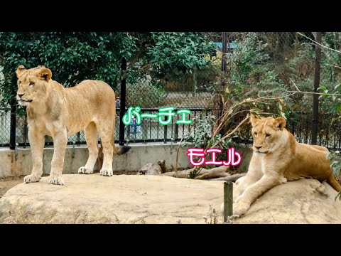 【2点購入150円引】ライオンくんがうまれたよ やまもとよしこ hqdefault.jpg