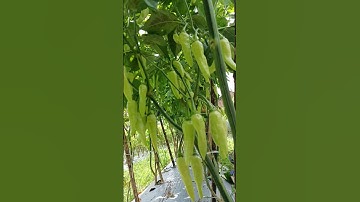 andai semua petani tahu rahasia ini #petani @KementanRI #petani #pertanian