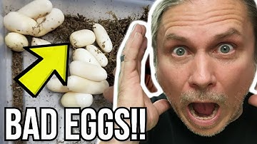 TERRIBLE SNAKE EGG CLUTCH!! ALL BAD EGGS!! | BRIAN BARCZYK