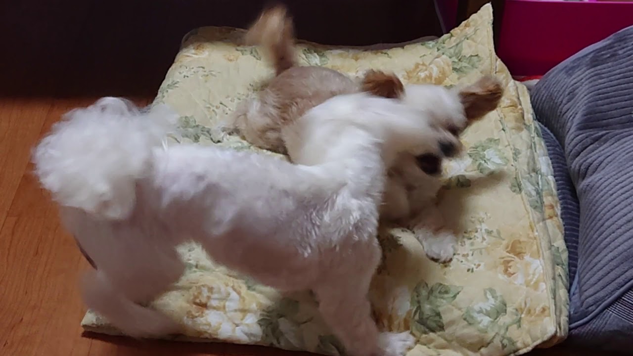 モコとはる Youtube