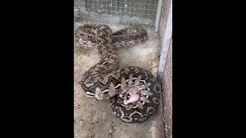 Big python eating one whole chicken