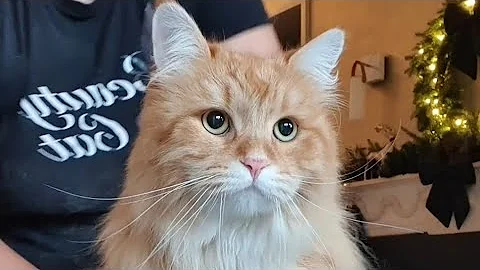 Watch the video about 🐱💖✂️ Big Red Siberian Cat Grooming #catgrooming #cat #siberiancat #grooming #groomingcat #catvideos