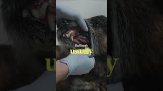 Dog Dental Health Guide