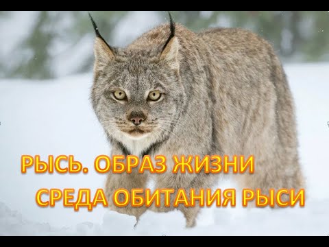 РЫСЬ. ОБРАЗ ЖИЗНИ И СРЕДА ОБИТАНИЯ РЫСИ. lynx. LIFESTYLE AND HABITAT OF THE LYNX.