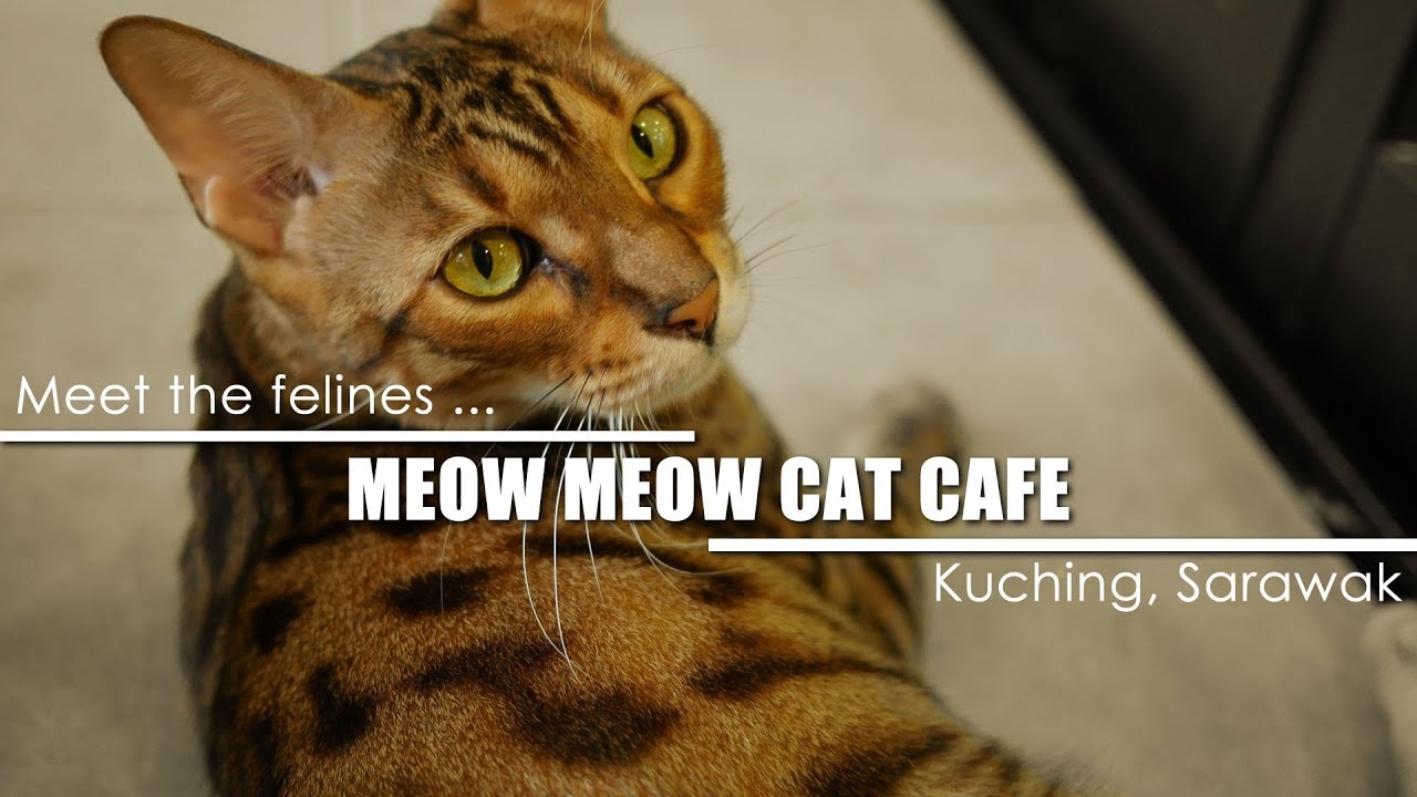  Meow  Meow Cat Cafe  at Kuching  a place for cat  lovers 