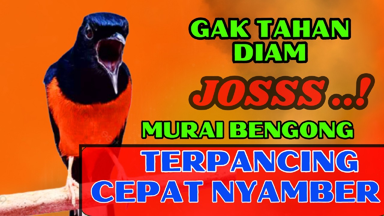 CEPAT NYAMBER✅✅ gak akan TAHAN diam murai mendengar pancingan ini✅✅