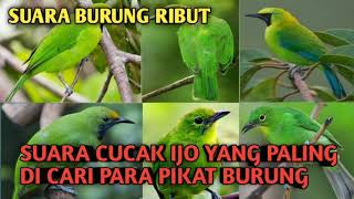 SUARA BURUNG RIBUT // yang paling ampuh pikat cucak ijo di hutan