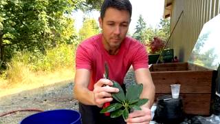 Rooting Hanks Rhododendron Cuttings | Plant Propagation Methods That Work!
