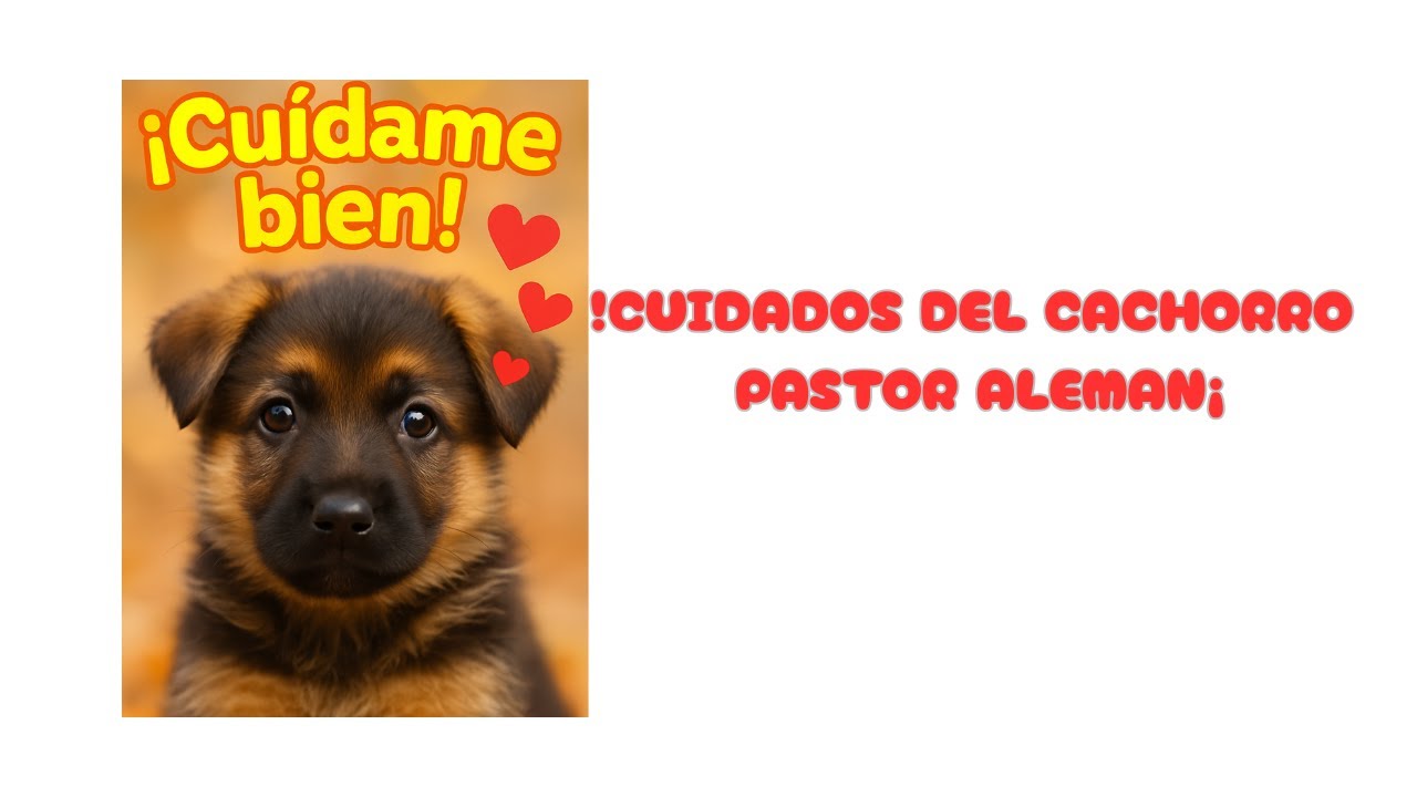 Cuidados esenciales del Pastor Alemán cachorro 🐶