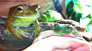 Voigt Feasts on Fingers! Round Frog helps with her Face! (JensButt)