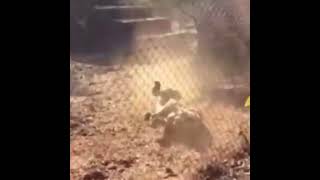 Heart Stroke Will Come For Tigers Or Not