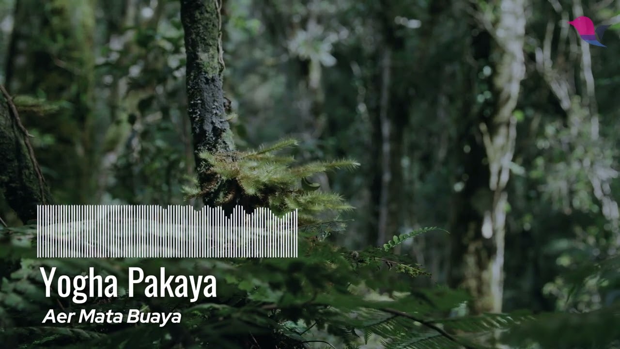 YOGHA PAKAYA - AER MATA BUAYA | Audio Version