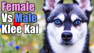 Male v Female Alaskan Klee Kai