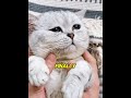 The adorable contrast of the cat, I love it so much 😻 #cute  #cat #funnyanimal
