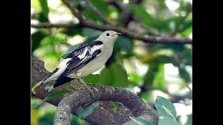 JALAK KAPAS/SUTRA OMBYOKAN