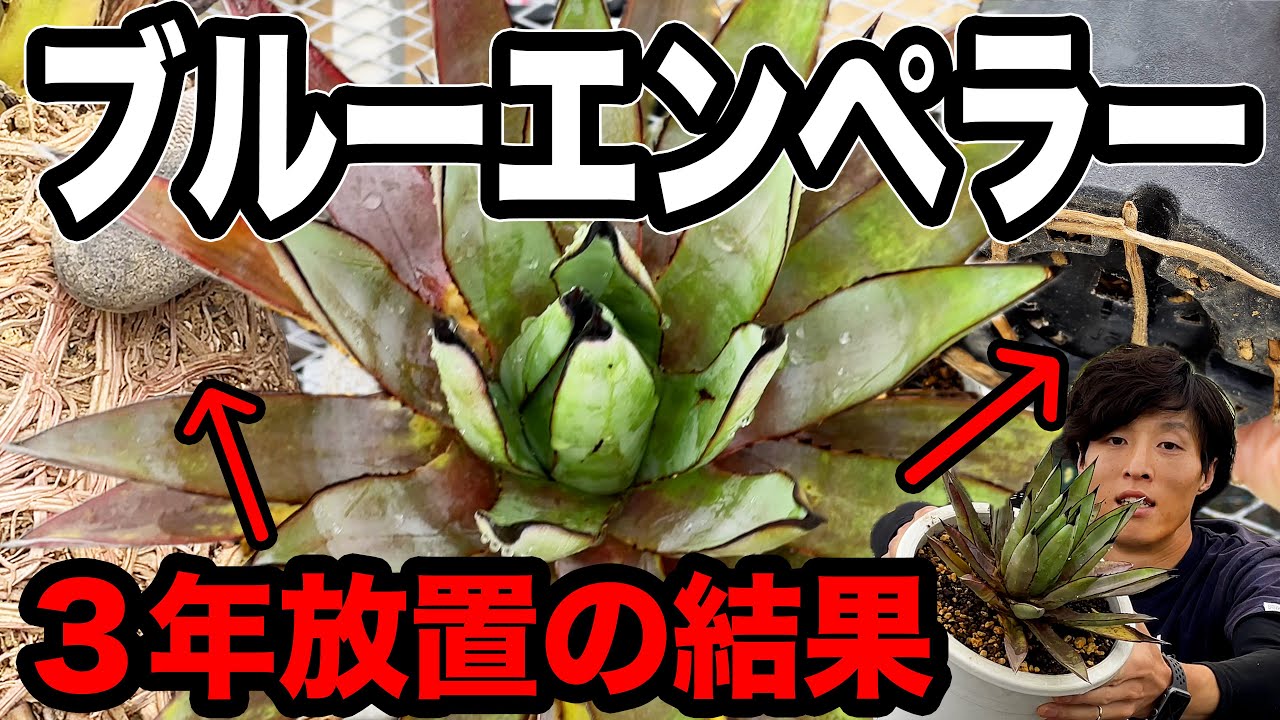 緊急オペ企画＃13】アガベ「ブルーエンペラー」を鉢替え！3年放置