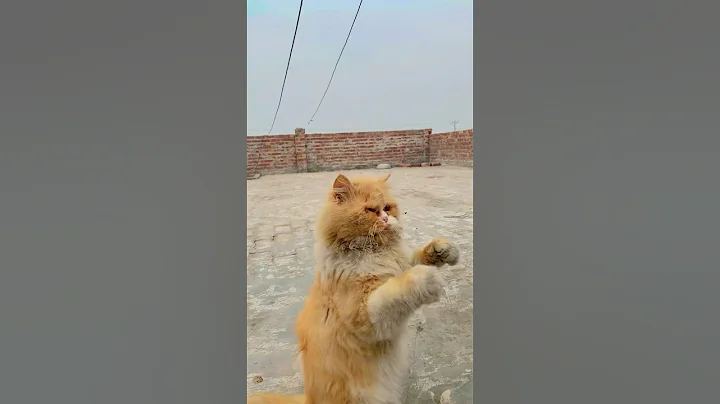 Video 11861911: cat cute funny baby