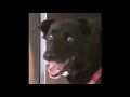 Funny dogs #5 - Смешные собаки, приколы с собаками (Coub, TikTok)