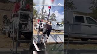 Workers use crane to rescue moose trapped in water canal