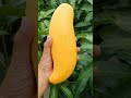 Mangga banana #manggaimport #buah #fruit @DesaWisataJambuKediri @kebunmanggaarun