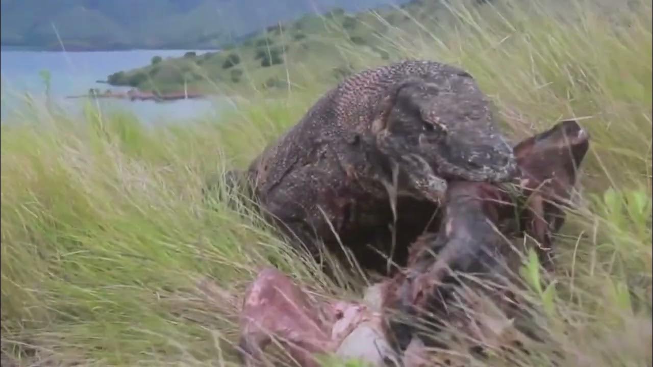 Komodo dragon predation コモドドラゴン捕食 科莫多巨蜥捕食 - YouTube