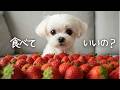 赤ちゃんマルチーズに初めてイチゴをあげてみたら、まさかの反応でした
