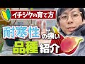 【いちじく】寒冷地でも育成できる寒さに強い品種は何か？（イチジク の育て方）