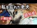 【動く絵本】老犬「殿」の認知症～看取りの記録