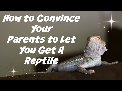 Wie Sie Ihre Eltern überzeugen Sie ein Reptil Let 's Get