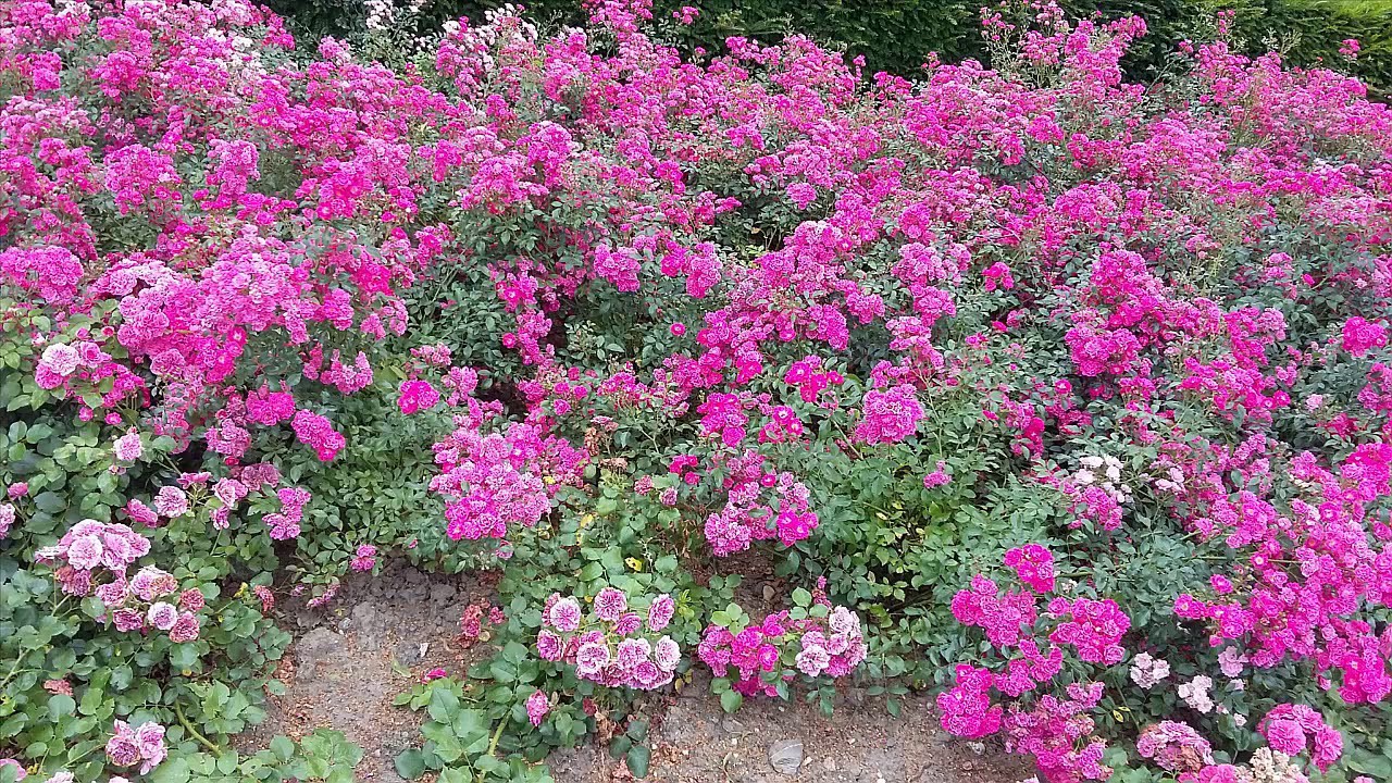 T094 98 Tafsiirka Suuratul  Ash Sharaxl ilaa Al Bayyina  @sh Cumar Faaruuq Raximala