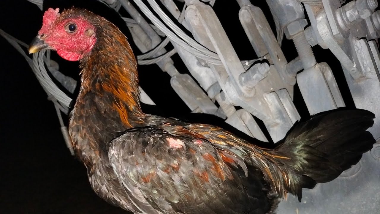 ไก่ชนพม่า  3 สิ่งที่จะช่วยในการสร้างรายได้จากไก่