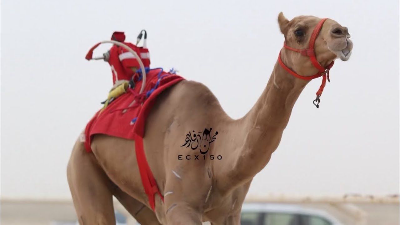 الفايز : راشد بريك حمد العاوي المري