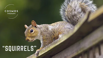 The Wonderful World of Squirrels a Short Documentary | Wildlife Animals | Nature