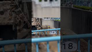 Video of the Day: Two Americans break into Punch the monkey’s enclosure