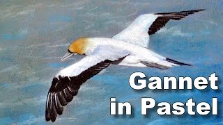 Bird Painting - How To Paint Birds In Pastel - Gannet Time Lapse Drawing
