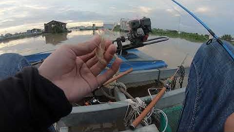 CHIẾN ĐI CÂU CÁ VÀ TÔM CÀNG XANH Ở TRÊN SÔNG TIỀN TẠI LÀNG BÈ BÌNH THẠNH-SA ĐÉC  PHẦN 1_ QUÍ PHẠM✅