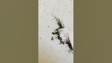 Thousands of Springtails Invade Home