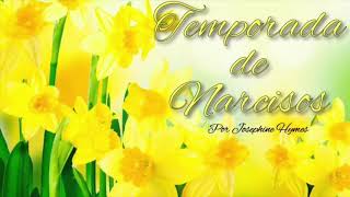 La Temporada de Narcisos |Capítulo 7| Narcisos blancis y Tulipanes Rojos White (Parte 3)