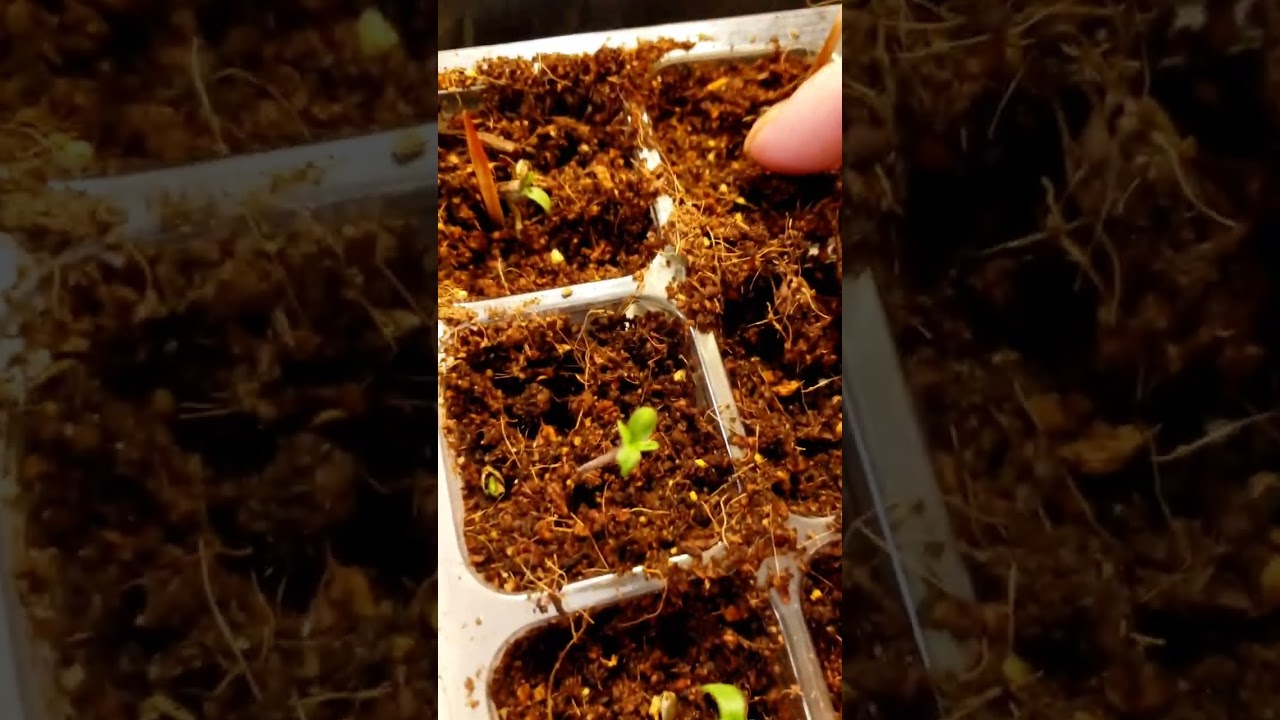 we have sprouts now what? boomer learning to grow series