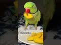 #bhojpurisong #parrot #talkingparot #birds #shorts #sorrysorrysong#ytshorts #food#eating#eatingshow