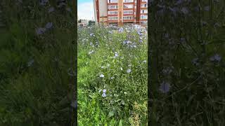 Плантации цикория у нас в городе👌👍