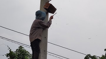 Man Vlogs : Bắt Ong Trên Cột Điện Cao Thế , Và Cái Kết