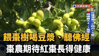 餵棗樹喝豆漿、聽佛經  棗農期待紅棗長得健康－民視台語新聞