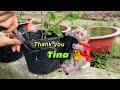 Baby monkey tina enjoys going to the garden to plant plants with her mother